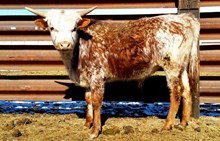 TFP STEER ELDERBERRY