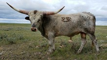 TFP SHOSHONI BULL