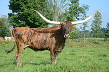 3S BRINDLE TARI
