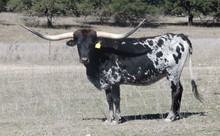 RM Kay Hopes 875