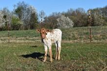 Lightning Princess Heifer