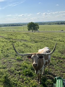 BP TEXAN ROSIE