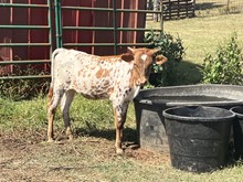 Lightning Princess Heifer