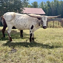 SWK Tattooed Cheyenne