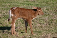 WS Rainbow calf/RECIP 30066