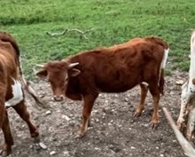 CR Devoted Daughter Bull