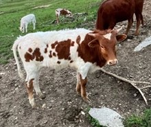 2021 HH Sittin Champ Bull