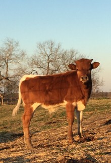 Rm High Hopes x Allen's 365 bull calf 